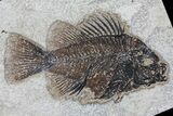 Cockerellites (Priscacara) Fossil Fish - Wyoming #79364-1